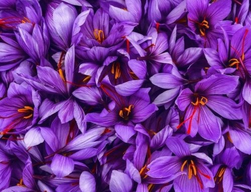 Saffron and Ginger Tea Recipe and its Benefits