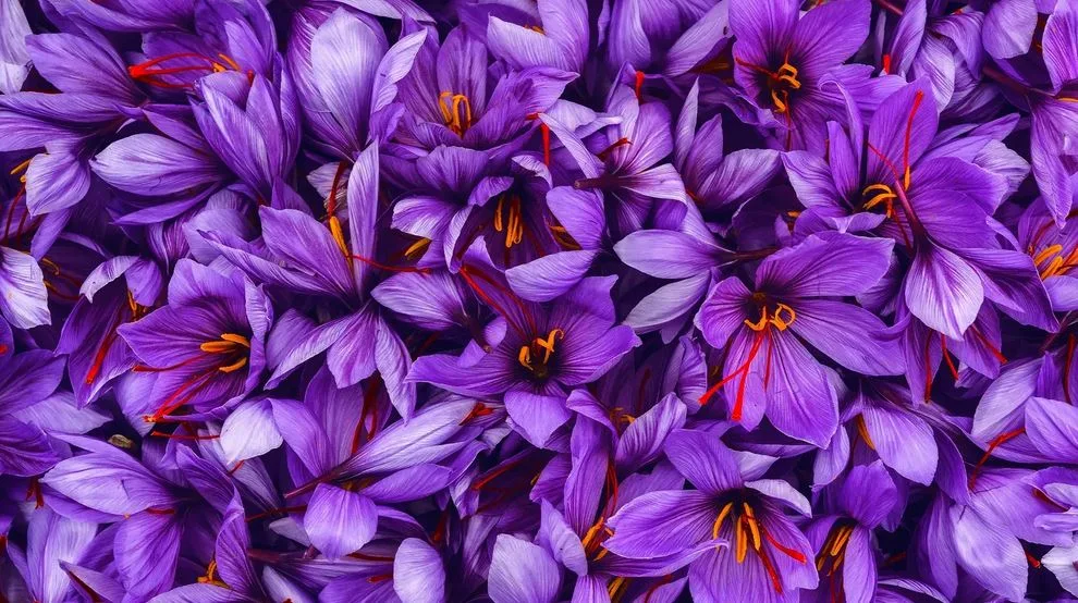 Saffron ginger tea recipe