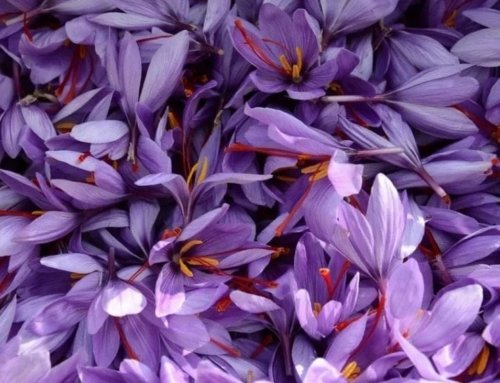 Saffron in Traditional and Modern Dishes