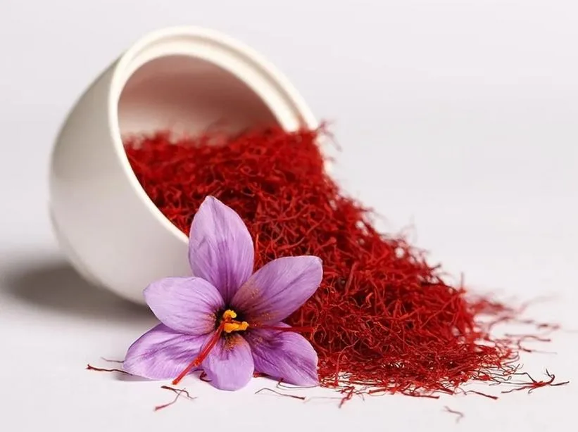 Torbat Heydarieh saffron production