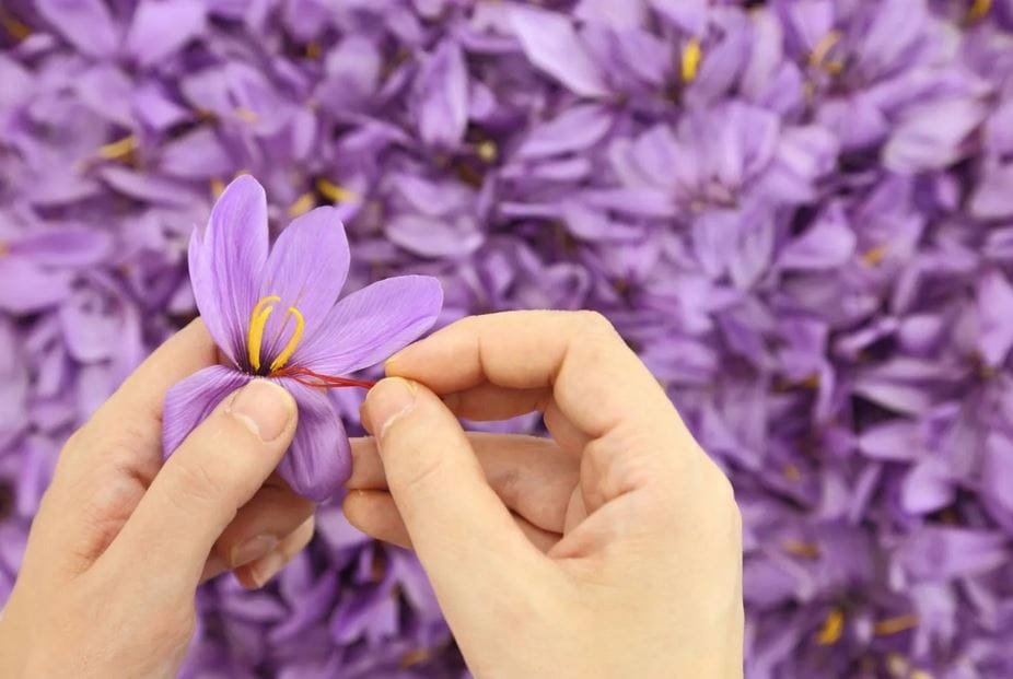 Iranian saffron in global markets