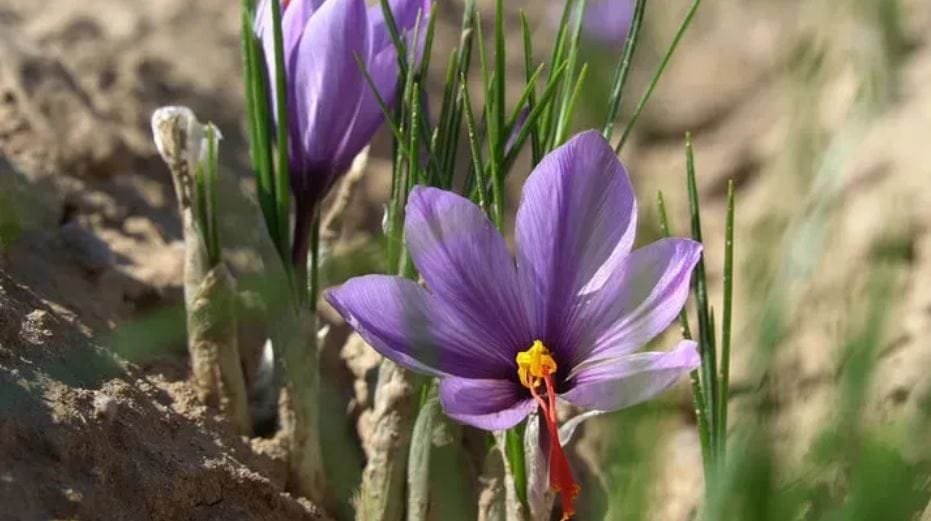 Global Saffron Price Authority