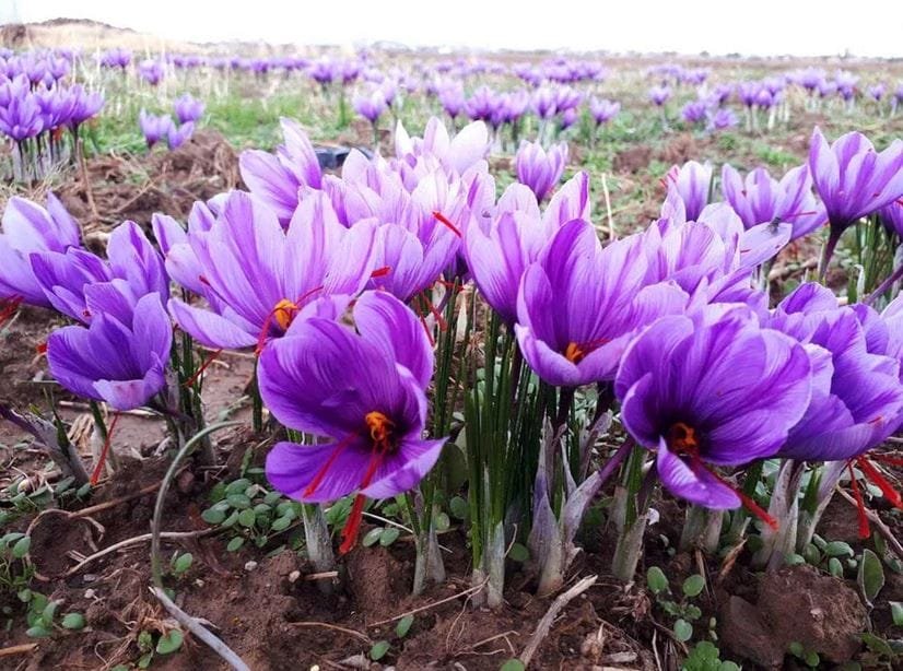 Iranian saffron market