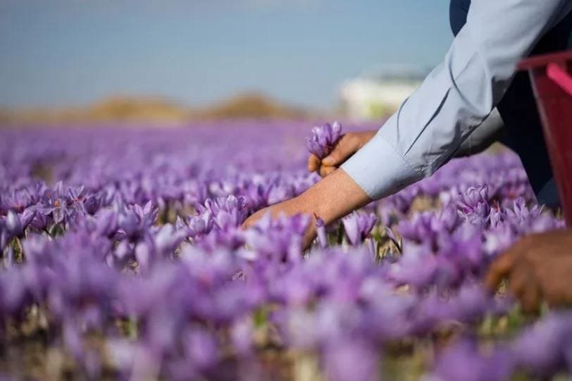 Organic Saffron in International Markets