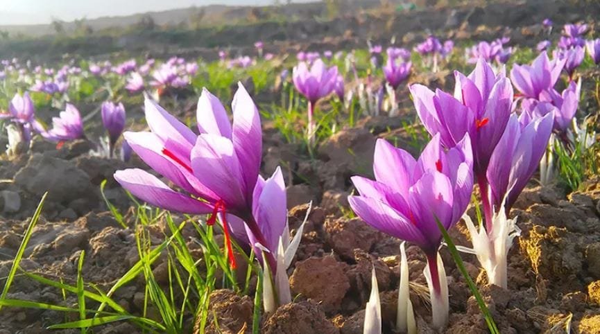 Saffron Market Development