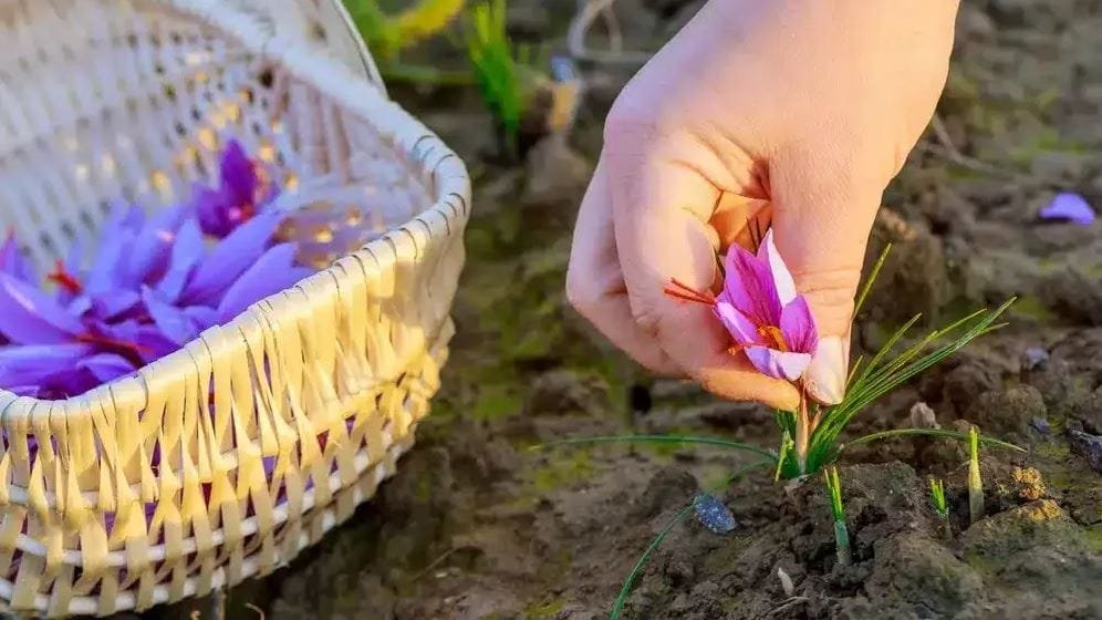 Saffron for Farmers