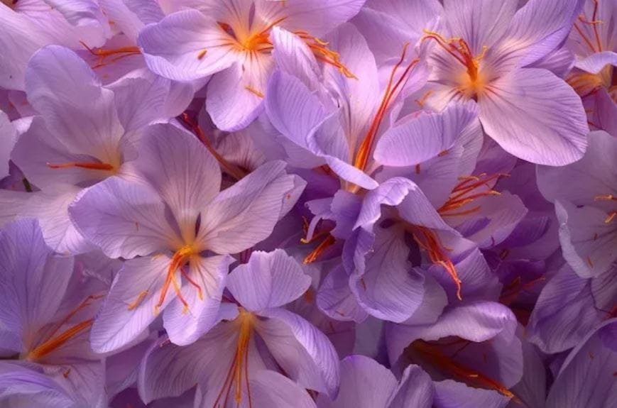 Iranian saffron trade