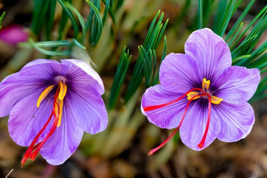 Saffron export growth