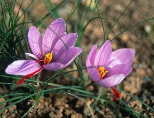 Harvesting of Saffron Begins in Kermanshah Fields