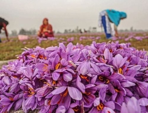 Saffron Market Growth: Trends and Predictions