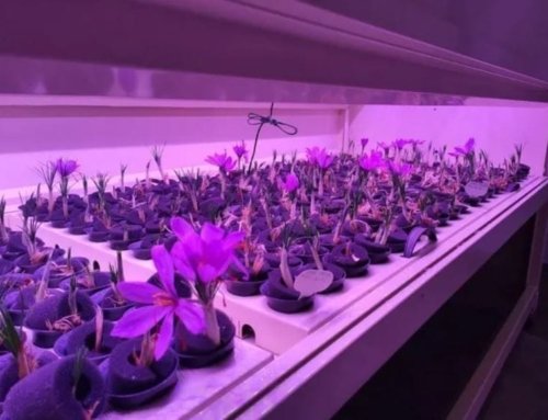 Saffron Production Decline: The Fall of Red Gold