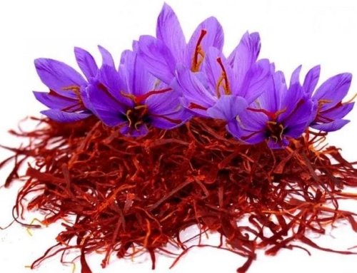Saffron: The Golden Spice of Gonabad