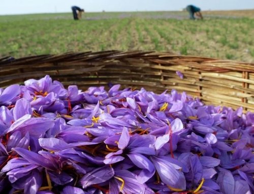 The National Saffron Council’s Brand Development