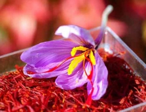 New Saffron Harvest from Golestan Hits the Market