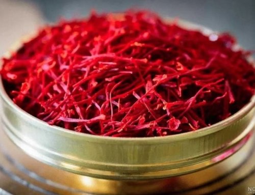 Prediction for 21 Tons of Red Gold Harvest in North Khorasan’s Saffron Hub