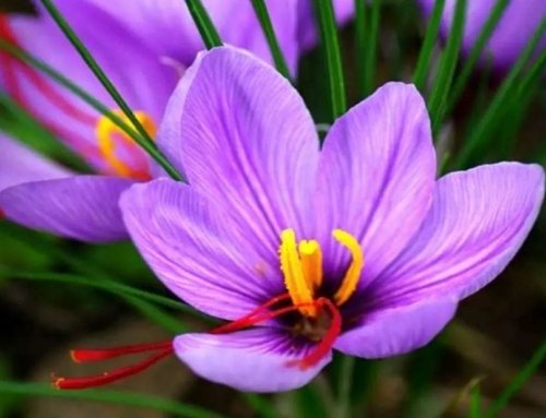 Exporting Saffron to Turkey + Price Guide [Complete 0 to 100]