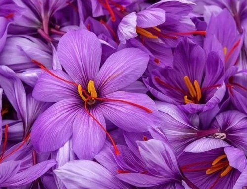 Discover the Amazing Health Benefits of Saffron