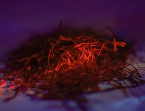 Saffron Benefits for Health