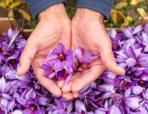 Saffron Benefits for Hair Health