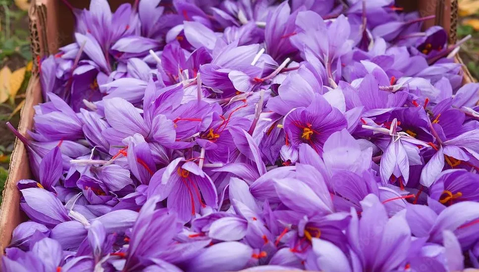 Saffron for Skin Health