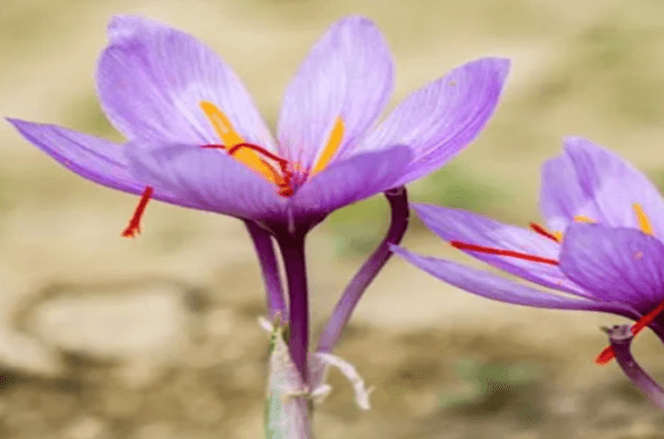 Saffron syrup recipe