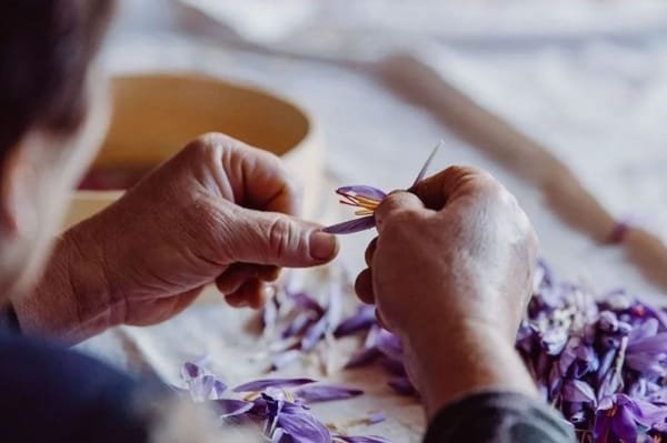 Saffron for Fatty Liver
