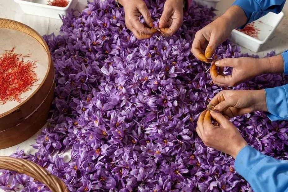 Regions for saffron cultivation