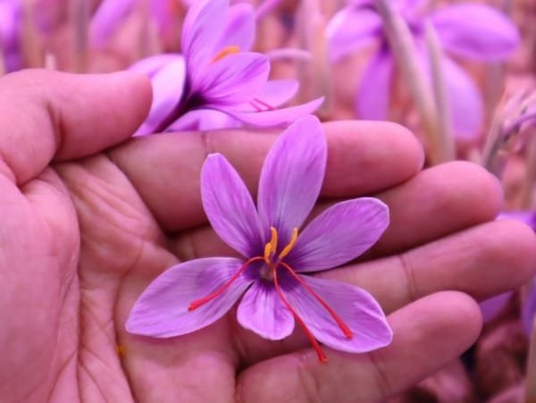 saffron for marinating fish