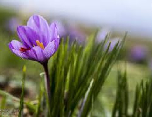the success of the country’s researchers in organic production plant saffron