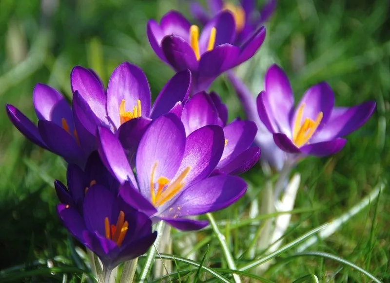 saffron,saffron seller ,iran saffron,saffron iran
