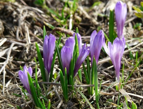 Learn how to plant saffron