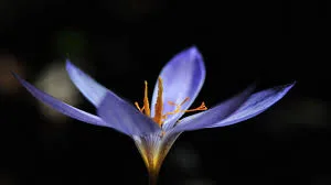 saffron from iran,persian saffron,saffron stigma,saffron producers,saffron manufacturer